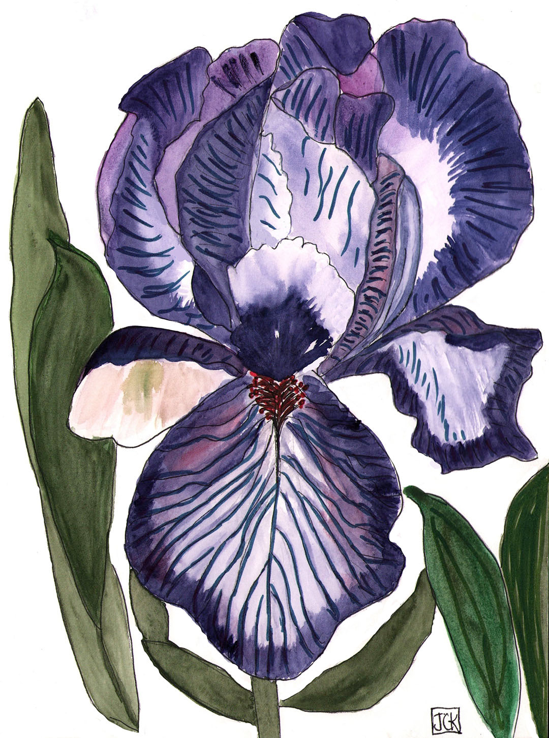 Purple Iris