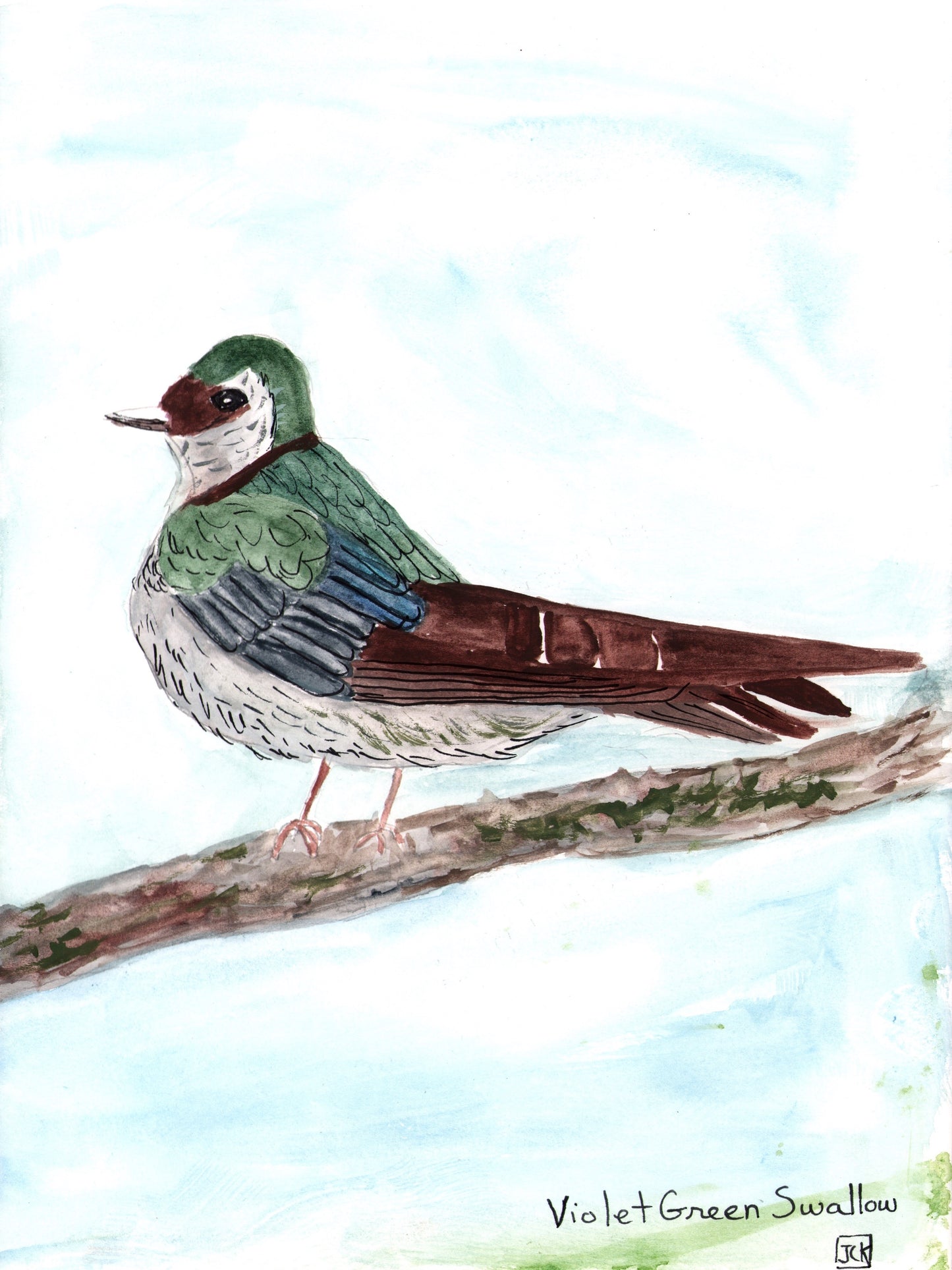 Violet Green Swallow